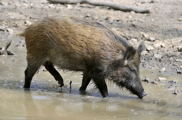 Wilde zwijnen in het water — Stockfoto