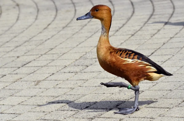 Pfeifende Ente läuft über Kopfsteinpflaster — Stockfoto
