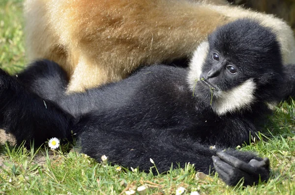 Valkokätinen gibbon makaa nurmikolla — kuvapankkivalokuva