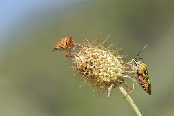 Bouclier insectes sur la fleur — Photo