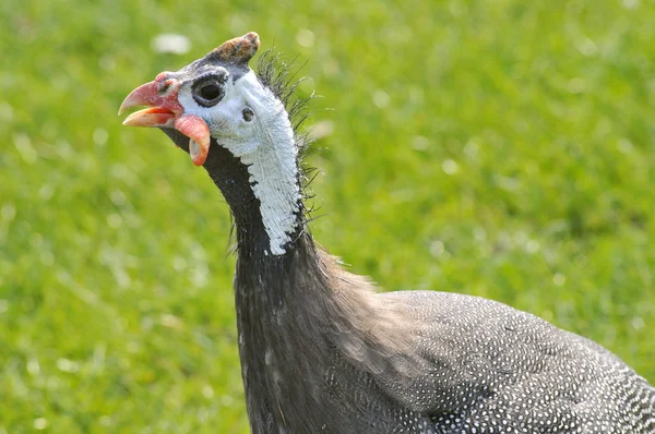 Portrait of Helmeted Guineafowl — Stock Photo, Image