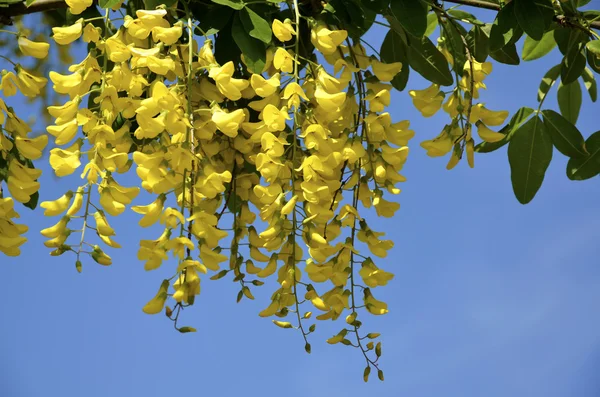 Gyllene kedja träd i blomma — Stockfoto