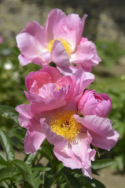 Rosa Kinesiska Pioner blommor — Stockfoto