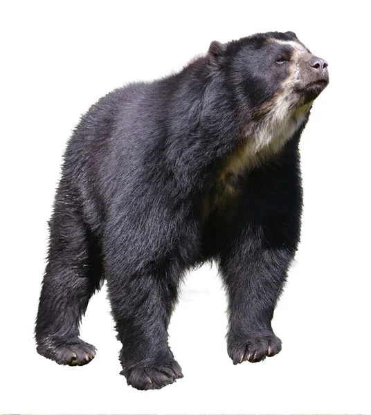 Ізольована Андське ведмідь — стокове фото