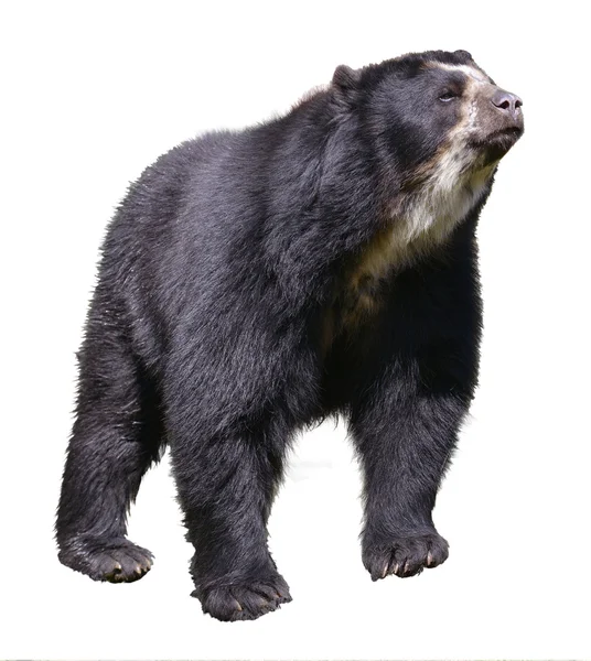 Isolierter Andenbär — Stockfoto