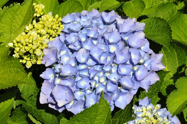 Flor de hortensia azul —  Fotos de Stock