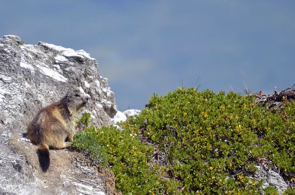 Marmota alpina sobre roca —  Fotos de Stock