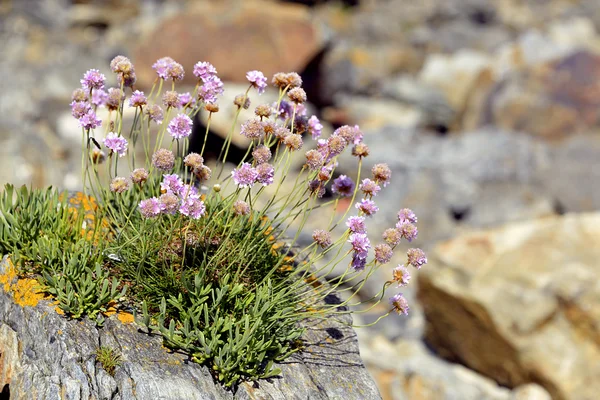 Armeria fleurs en Bretagne française — Photo