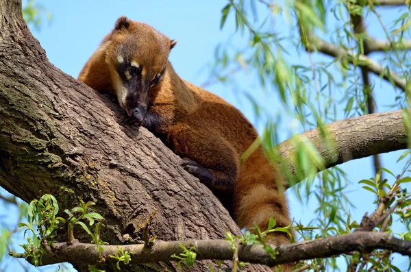 Güney Amerika coati ağacında