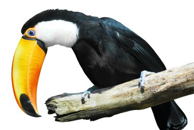 Branche üzerinde izole toco toucan