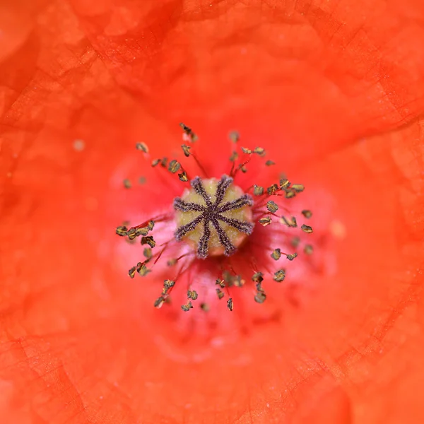 Poppy makro — Stok fotoğraf
