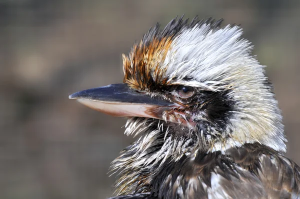 Porträtt av skrattar Kookaburra — Stockfoto