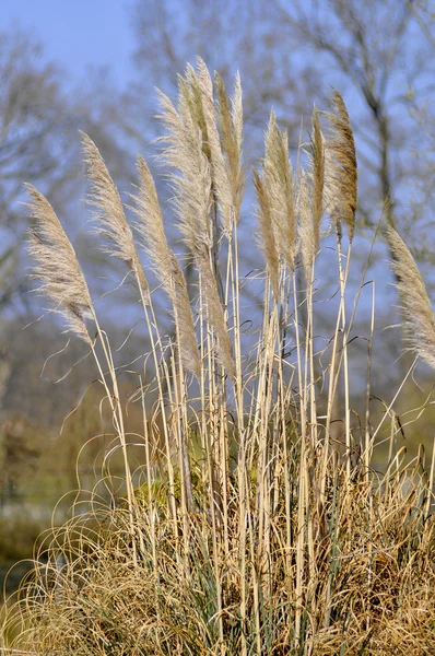 Cortaderia trawy pampasów — Zdjęcie stockowe