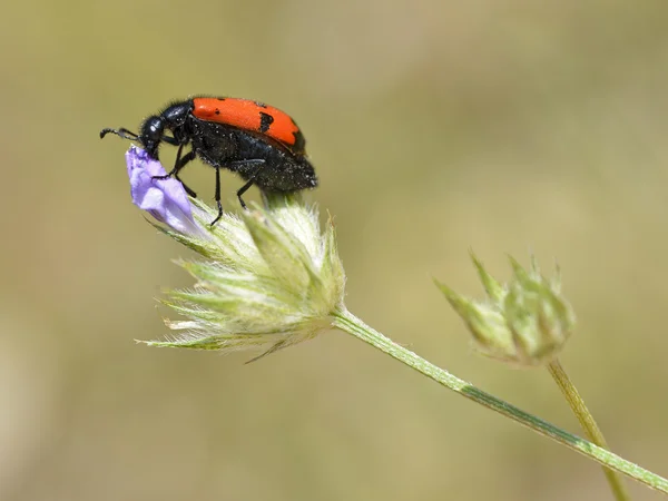 Escarabajo Mylabris en flor — Foto de Stock