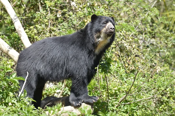 Andean bear Tremarctos ornatus — Stock Photo, Image