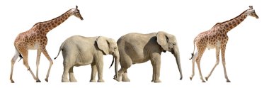 Isolated giraffes and elephants walking clipart