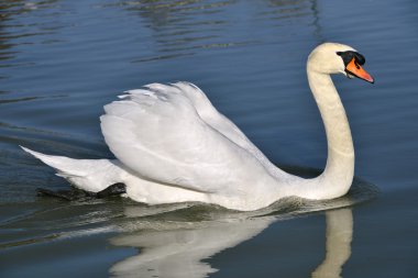 su üzerinde MUTE swan