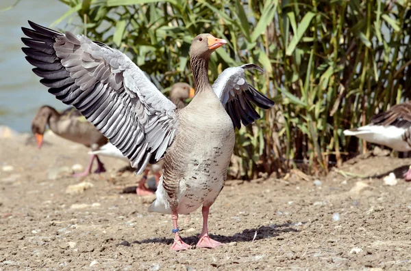 Greylag goose wings opened — Stock Photo, Image