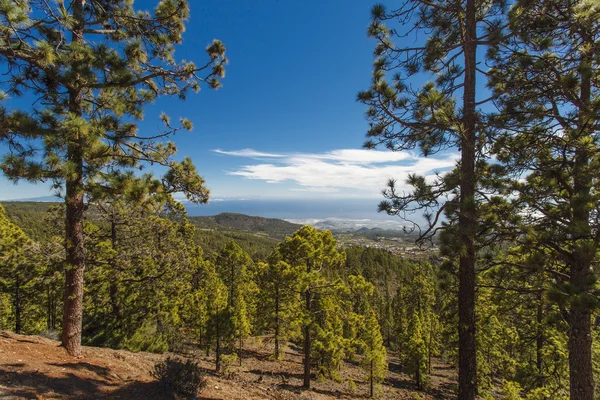 El bosque de pinos en el distrito montañoso Imagen de stock