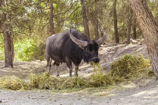 Indiai bivaly Stock Fotó