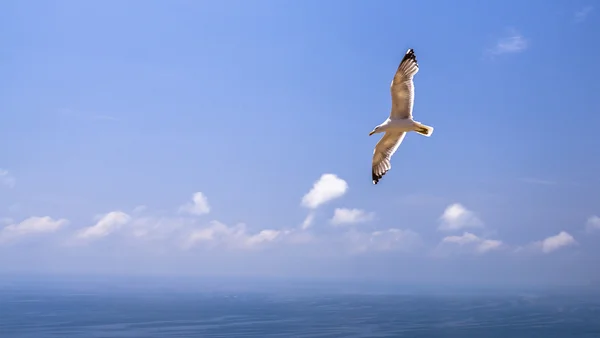 Vuelo sobre el océano Fotos de stock libres de derechos