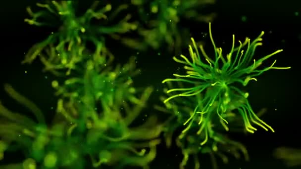 Fantastický jellyfishes — Stock video