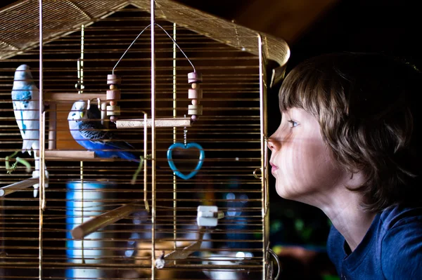 O menino olha para a gaiola com papagaios — Fotografia de Stock