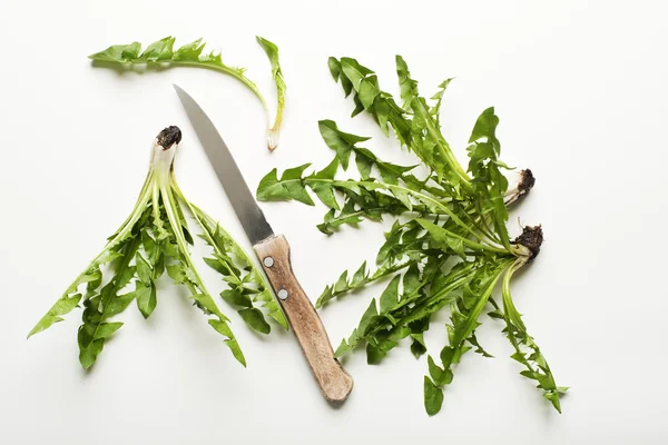 Frische Löwenzahnblätter — Stockfoto