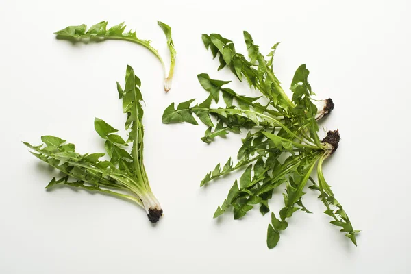 Frischer Löwenzahnsalat — Stockfoto