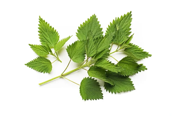 Nettle fresh leaves — Stock Photo, Image