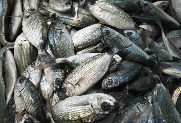 Pesce fresco al mercato. — Foto Stock