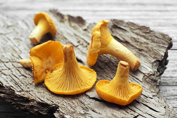 Mushroom Yellow chanterelle — Stock Image Mushroom Yellow chanterelle Stock Picture