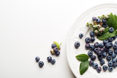 taze orman yaban mersini 