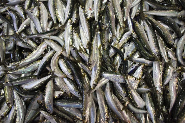 Sardines — Stock Photo, Image