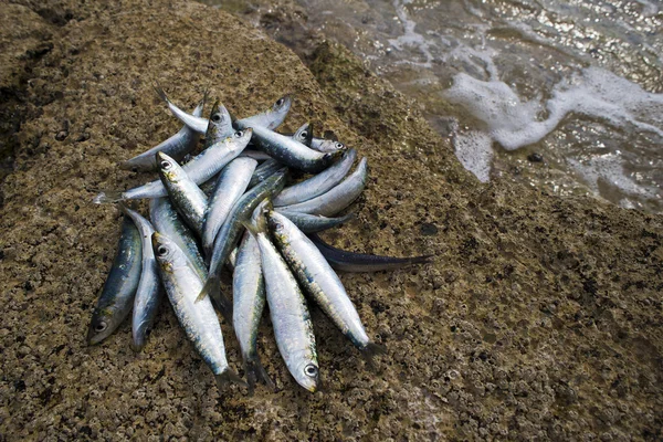 Sardines — Stock Photo, Image