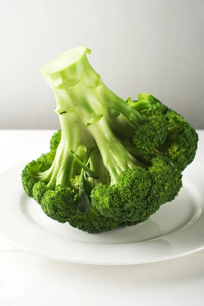 Broccoli — Fotografie, imagine de stoc