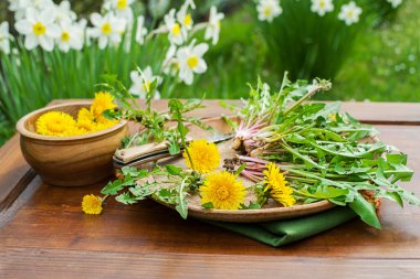Karahindiba. Taze karahindiba yaprakları ve sarı çiçekler topladım.