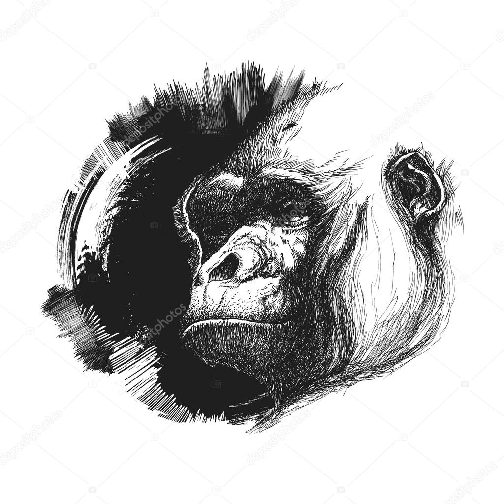 Ape head logo in black and white. Vector illustration