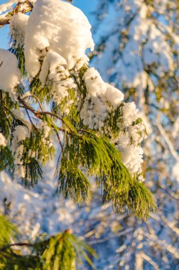 Karda bir köknar ağacının dalı