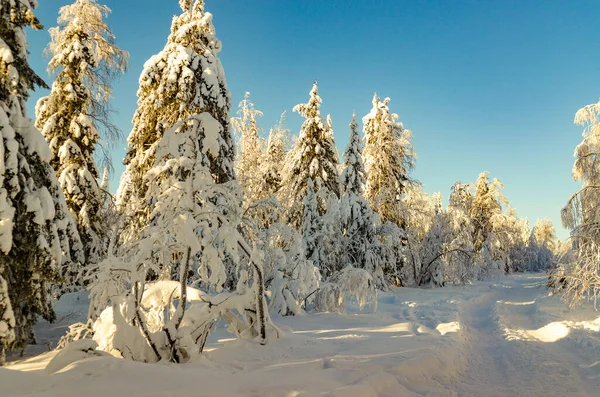 Foresta Invernale Nella Neve — Foto Stock