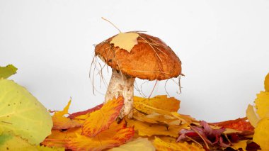 Beyaz arka planda sonbahar yeşilliklerinde kavak mantarı