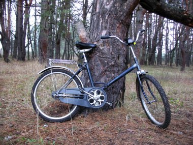 Yan manzara, koyu mavi renkli bir bisiklet ve bir taşıyıcı bir çam ormanında kalın bir ağaç gövdesine yaslanıyor, açık hava aktivitesini ve bisiklet turunu sembolize ediyor