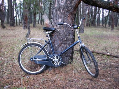 Düşük açı, koyu mavi eski bisiklet ve taşıyıcı yalnız bisiklet gezisi için kozalaklı bir ormanda kalın bir ağaç gövdesine yaslanıyor.