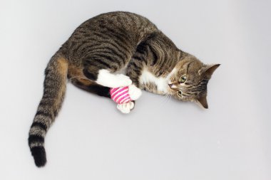 Tekir kedi topla oynar