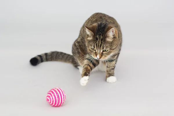 Tigerkatze Greeneyed Katze spielen mit Spielzeug auf grau isoliert — Stockfoto