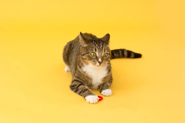 Tabby verrückte grünäugige Katze spielt mit Spielzeug — Stockfoto