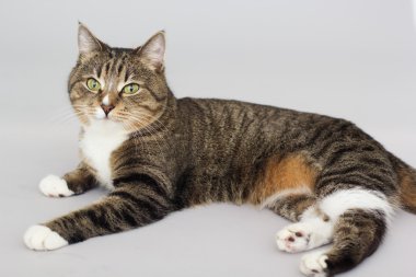 Büyük yetişkin tekir kedi gri izole