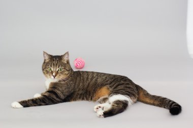 Büyük yetişkin greeneyed tekir kedi gri izole