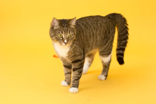 Kleine niedliche grünäugige gestromte Katze isoliert auf gelb — Stockfoto