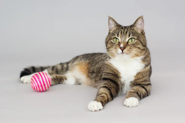 Gestromte grünäugige Katze spielt mit Ball — Stockfoto